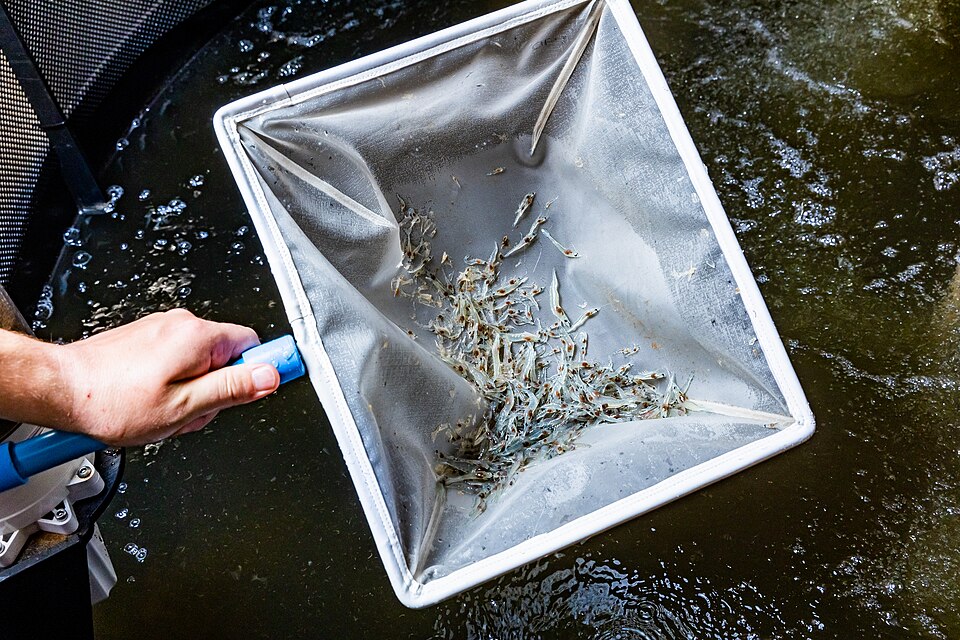 Vannamei Prawn Seed